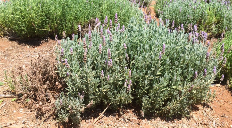 esd_lavender_farm